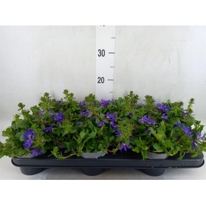 Verbena  'Temari Lilac'