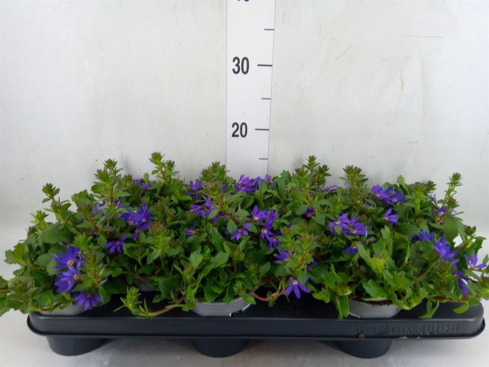 <h4>Verbena  'Temari Lilac'</h4>