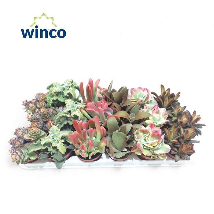 <h4>KALANCHOE GEM</h4>