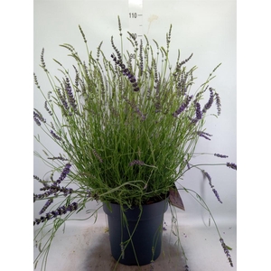 Lavandula interm. 'Phenomenal'