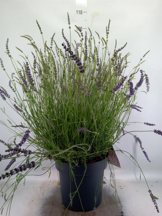 <h4>Lavandula interm. 'Phenomenal'</h4>