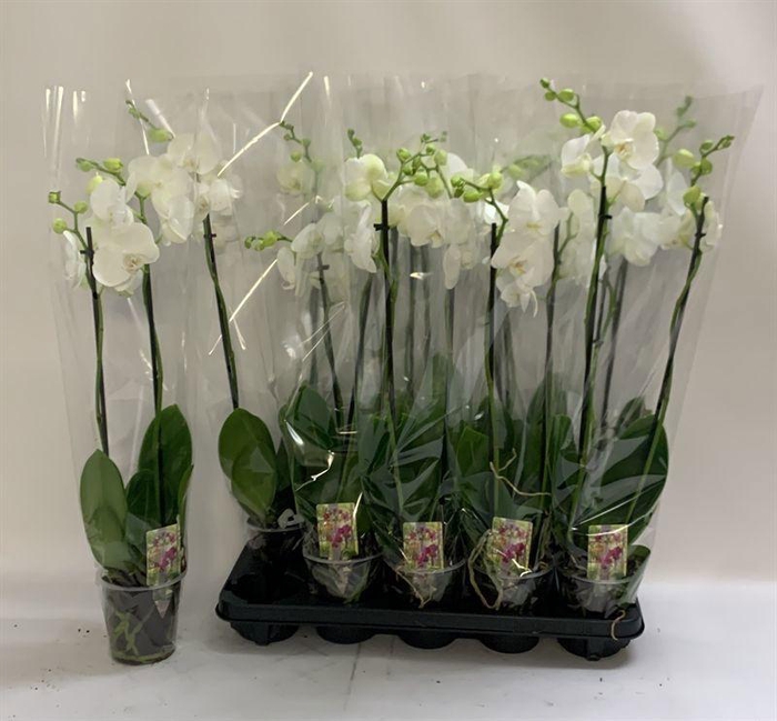 <h4>PHAL OV WIT</h4>