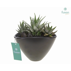 Pot keramiek Ovaal Medium zwart met Haworthia