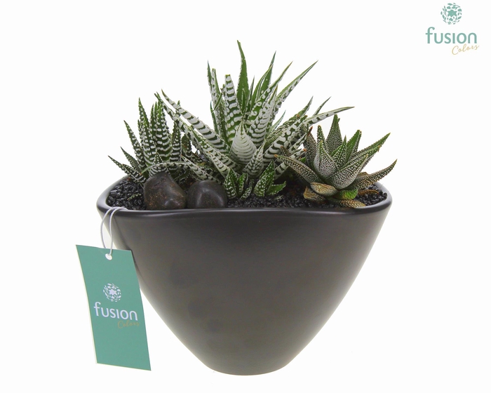 <h4>Pot keramiek Ovaal Medium zwart met Haworthia</h4>