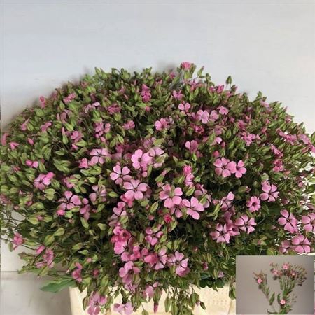 <h4>Saponaria Bs Ov Roze</h4>