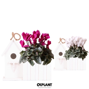 Cyclamen mix in Birdhouse white