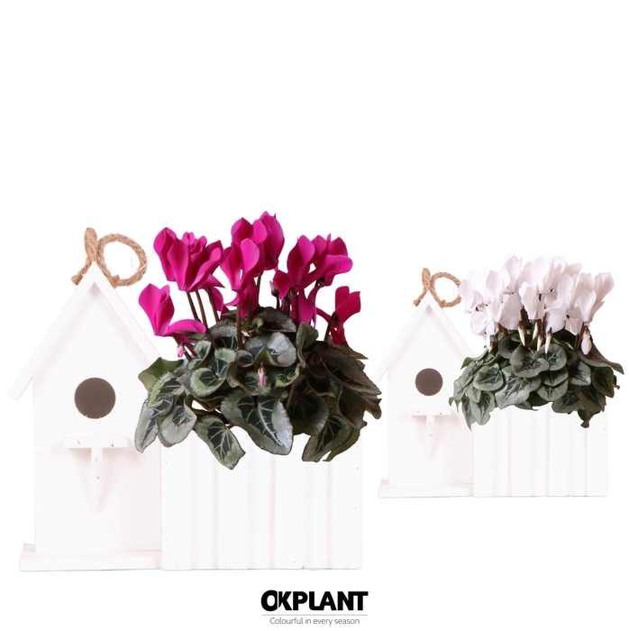 <h4>Cyclamen mix in Birdhouse white</h4>