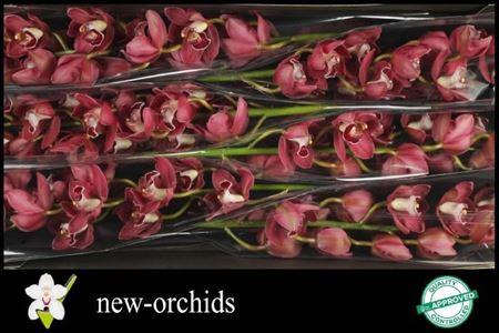 <h4>Cymb T Hades</h4>