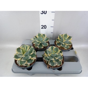 Agave potatorum