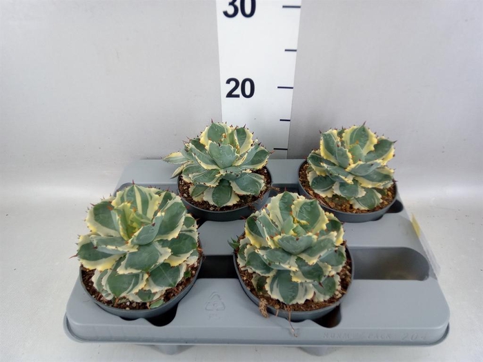 <h4>Agave potatorum</h4>