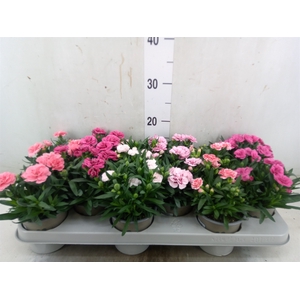 Dianthus  'Oscar'   ...mix