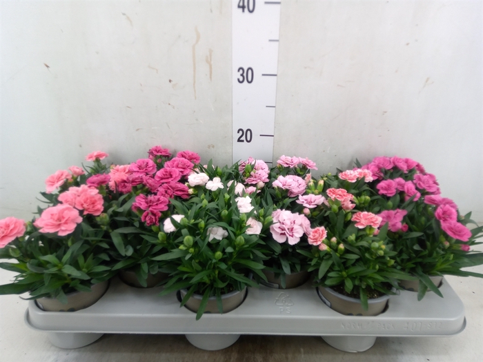 <h4>Dianthus  'Oscar'   ...mix</h4>