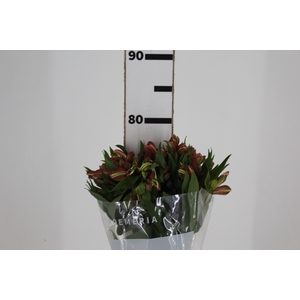 ALSTROEMERIA MILOS 080 CM