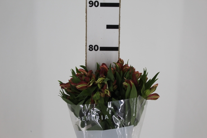 <h4>ALSTROEMERIA MILOS 080 CM</h4>