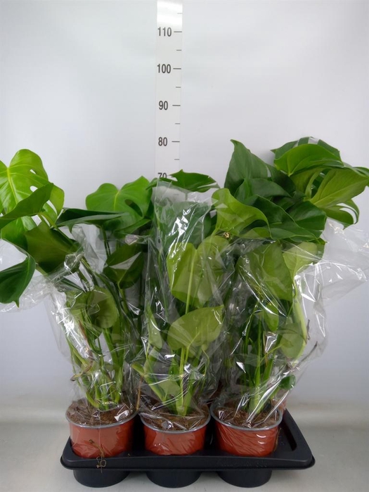 <h4>Monstera delic.</h4>