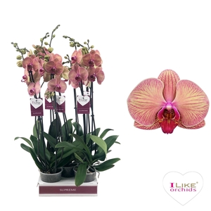 Phal Golden Leopard 3 Tak