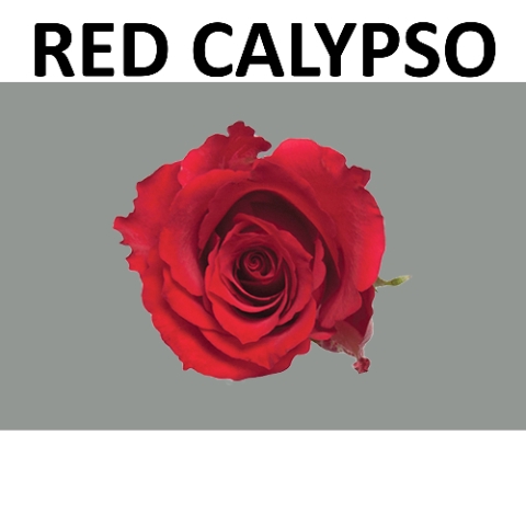 <h4>R KL RED CALYPSO Water</h4>