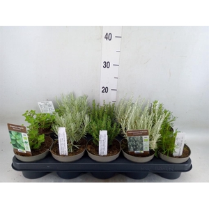 Tuinkruiden   ...mix