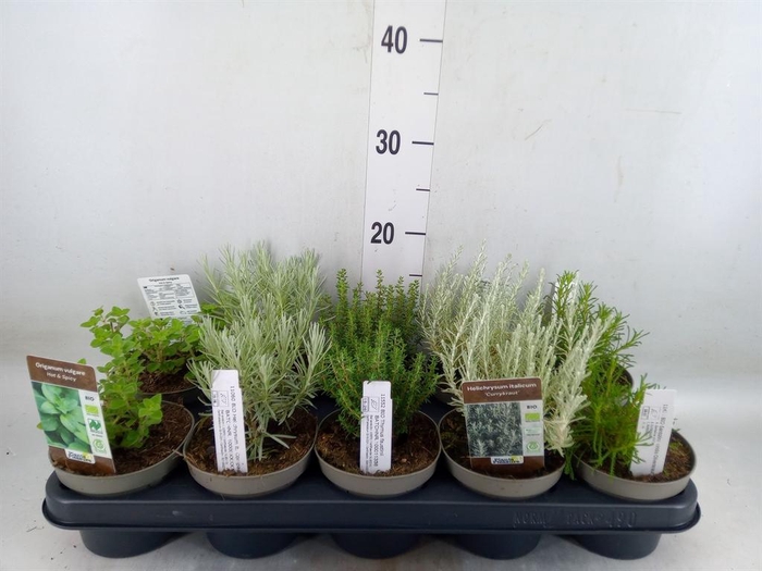 <h4>Tuinkruiden ...mix</h4>