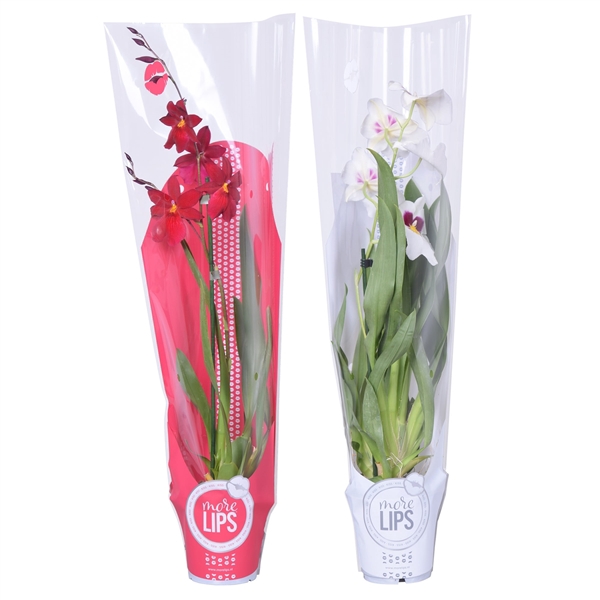<h4>MoreLIPS® Christmas mix 1 tak met rode en witte showhoes</h4>
