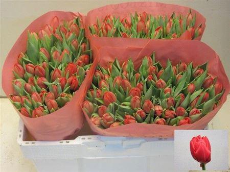 <h4>Tu Du Largo</h4>