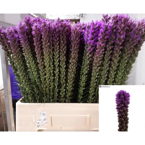 LIATRIS CALLILEPIS