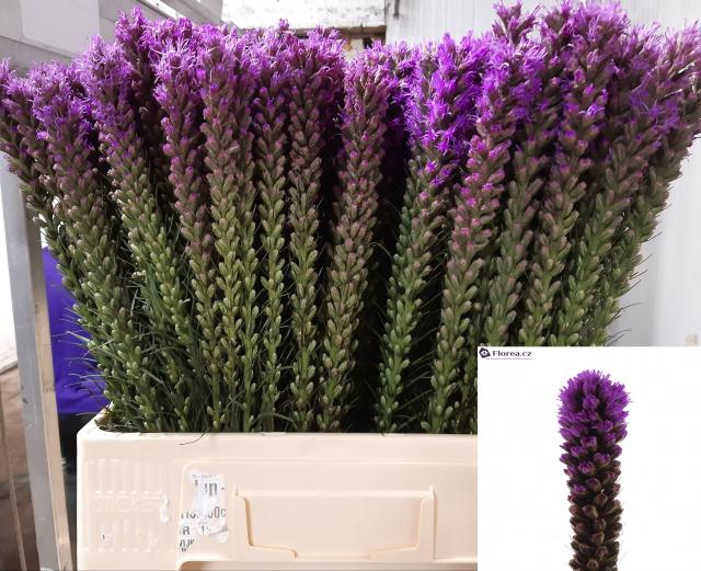 LIATRIS CALLILEPIS