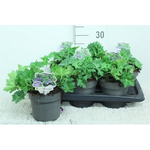 Geranium Rozanne