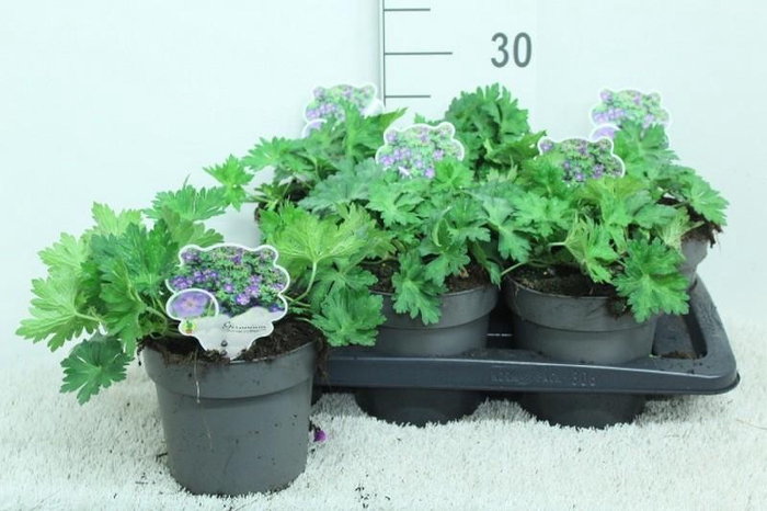 <h4>Geranium Rozanne</h4>