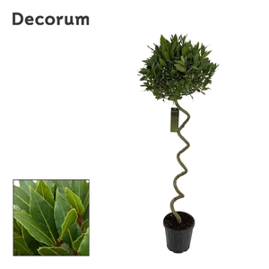 Laurus nobilis Kurketrekker