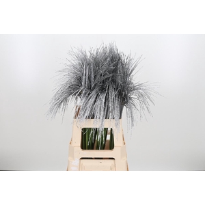 Miscanthus Kl Bh Zilver