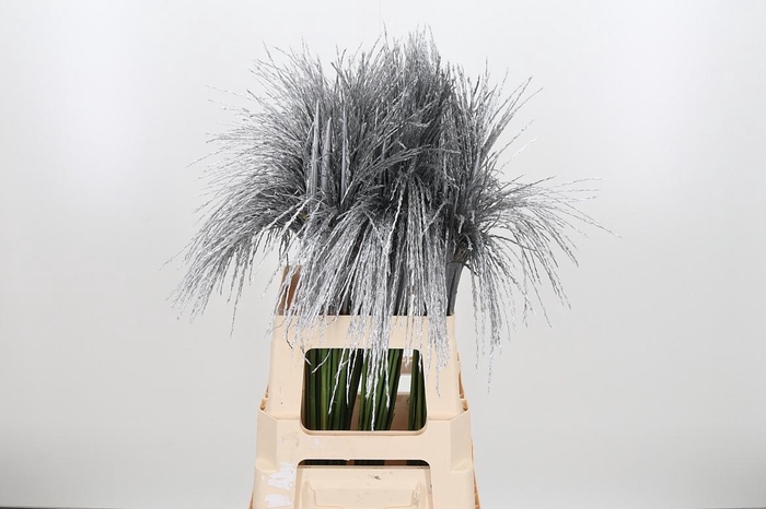 <h4>Miscanthus Kl Bh Zilver</h4>