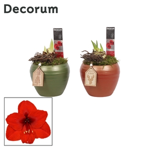 Hippeastrum Rood 2 Knop in Melanie KERST (Decorum)