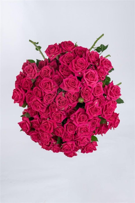 <h4>R GR Tr Quincy</h4>