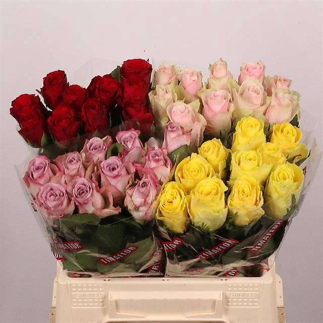 <h4>R GR GEM IN FUST</h4>