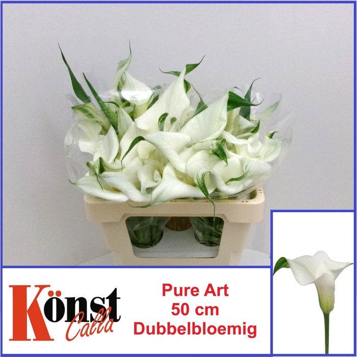 <h4>ZANT PURE ART</h4>