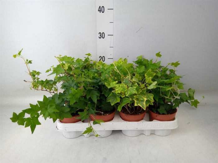 <h4>Hedera   ...mix</h4>