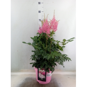 Astilbe   ...