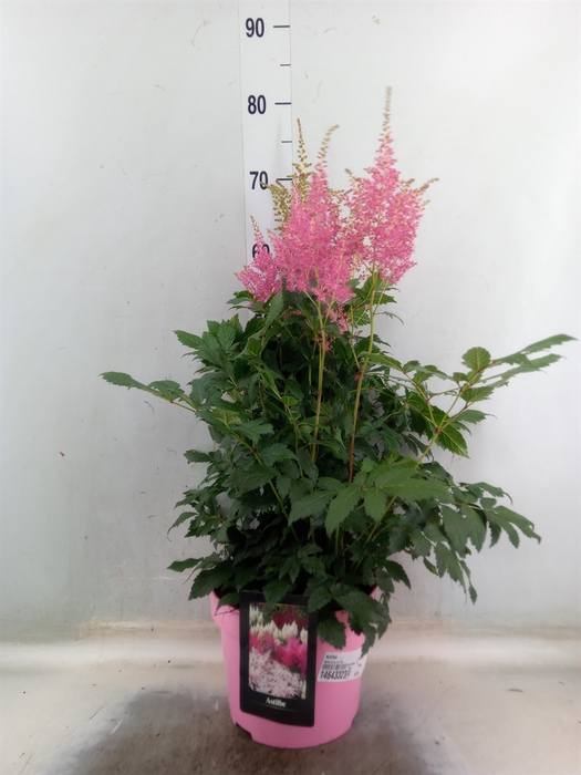 <h4>Astilbe   ...</h4>