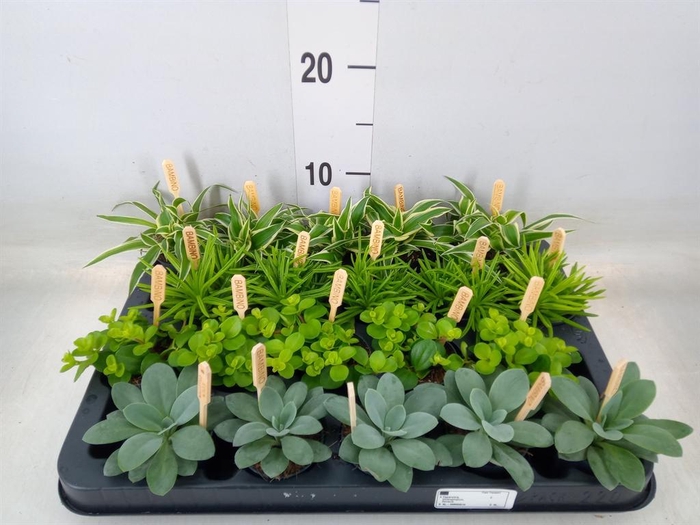 <h4>Planten  ..mix</h4>