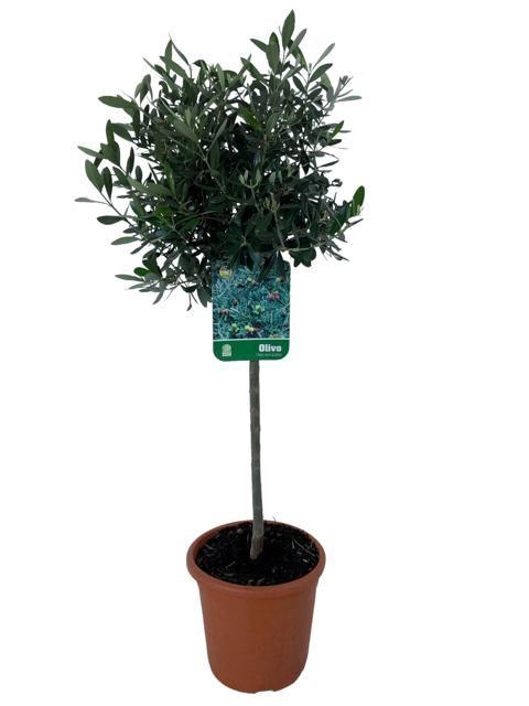 <h4>Olea europaea - op stam</h4>