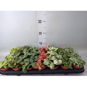 Fittonia   ...mix 7