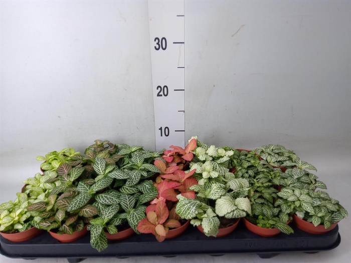 <h4>Fittonia   ...mix 7</h4>