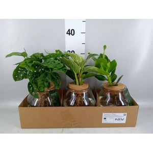 Planten  ..mix