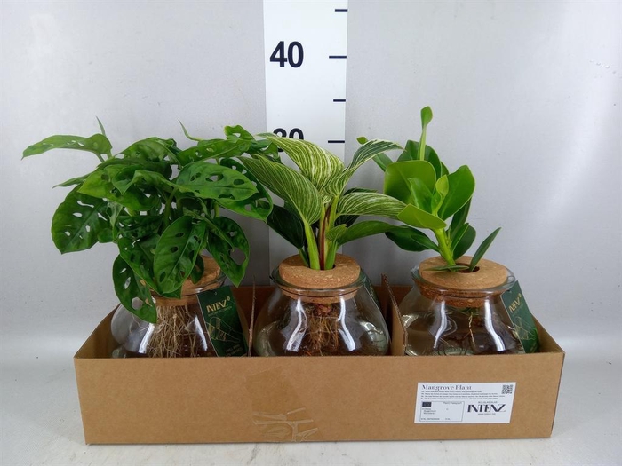 <h4>Planten  ..mix</h4>