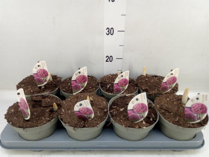 <h4>Allium  'Ostara'</h4>