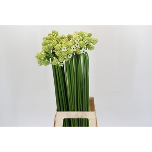 Ornithogalum Saundersiae