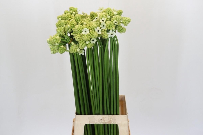 Ornithogalum Saundersiae