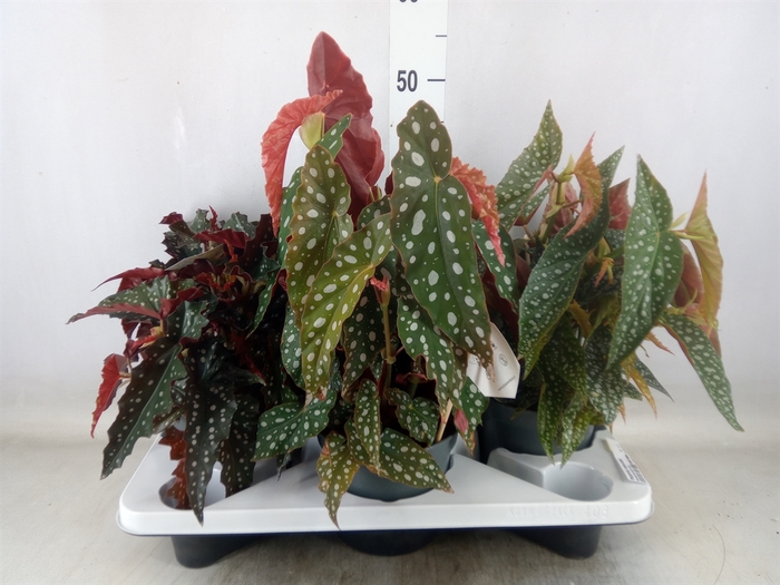 <h4>Begonia maculata</h4>