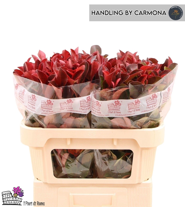 <h4>PHOT X F RED ROBIN</h4>